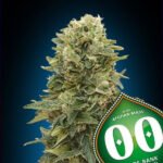 Auto Afghan Mass Xxl Autoflower By 00 Seeds Bank