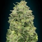 Auto Afghan Skunk Autoflower By Advanced Seeds