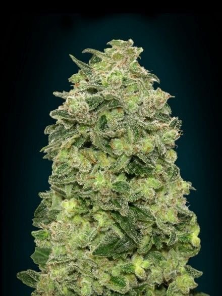 auto-afghan-skunk-1-seed.jpg Auto Afghan Skunk Autoflower By Advanced Seeds - Image 1