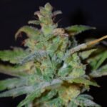Auto Ak Autoflower By Female Seeds