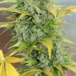 Auto Ak-47 Autoflower By Serious Seeds