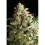 Auto American Pie Autoflower By Pyramid Seeds