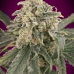 Auto Amnesia Xxl Autoflower By Advanced Seeds