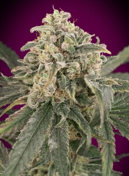 auto-amnesia-xxl-1-seed.jpg Auto Amnesia Xxl Autoflower By Advanced Seeds - Image 1