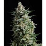 Auto Anesthesia Autoflower By Pyramid Seeds