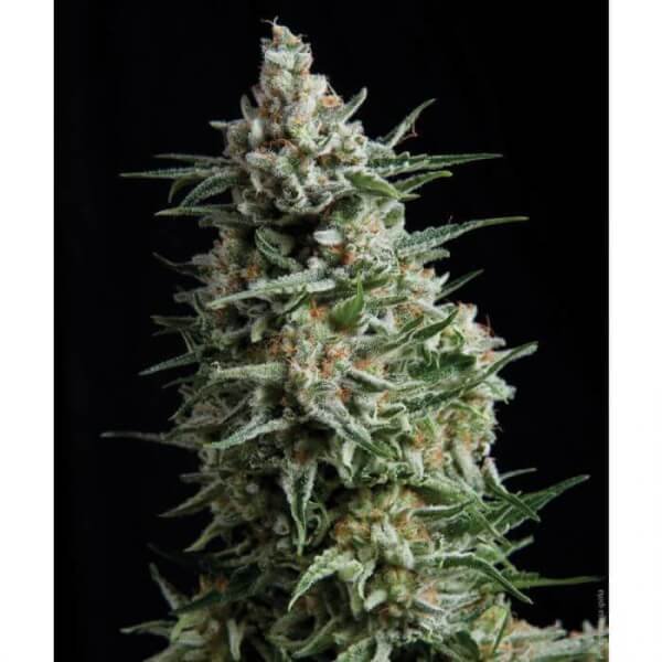 auto-anesthesia-1-seed.jpg Auto Anesthesia Autoflower By Pyramid Seeds - Image 1
