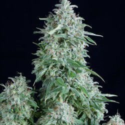 auto-anubis-1-seed.jpg Auto Anubis Autoflower By Pyramid Seeds - Image 1