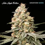 Auto Apple Fritter Autoflower By Advanced Seeds