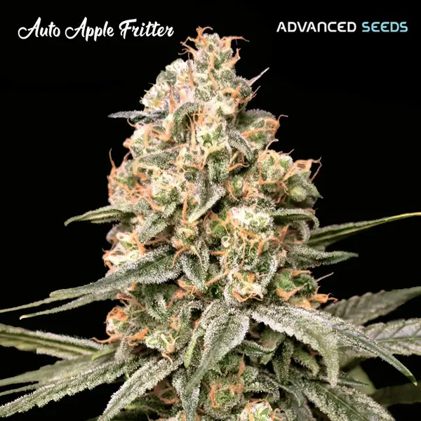 auto-apple-fritter-1-seeds-1.webp Auto Apple Fritter Autoflower By Advanced Seeds - Image 1