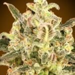Auto Biodiesel Mass Xxl Autoflower By Advanced Seeds