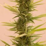 Auto Black Banana Autoflower By Mr. Hide Seeds