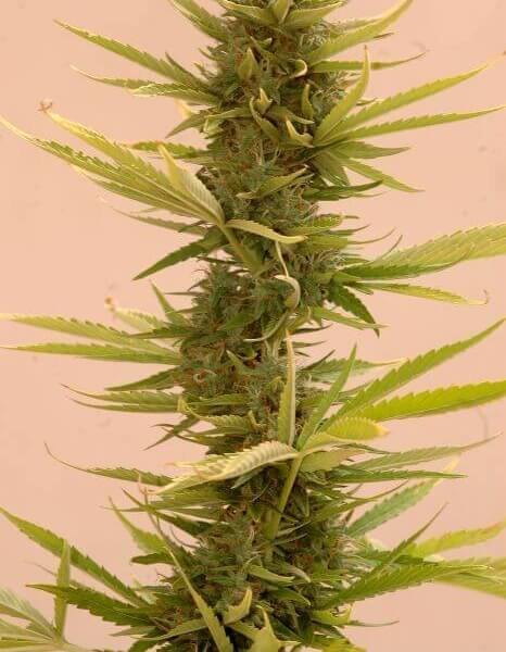 auto-black-banana-1-seed.jpg Auto Black Banana Autoflower By Mr. Hide Seeds - Image 1
