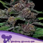 Auto Blackberry Moonrocks Autoflower By Anesia Seeds