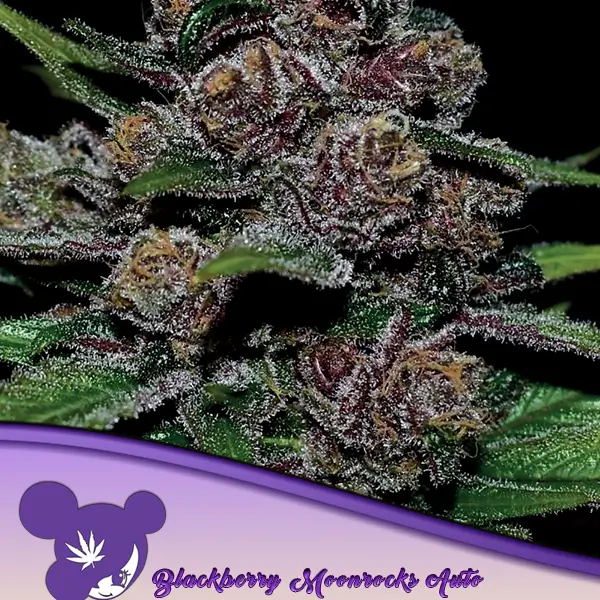 auto-blackberry-moonrocks-5-seeds-1.webp Auto Blackberry Moonrocks Autoflower By Anesia Seeds - Image 1
