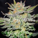 Auto Blue Ace Cbd Autoflower By Delicious Seeds