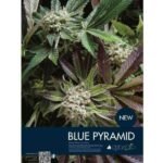 Auto Blue Pyramid Autoflower By Pyramid Seeds