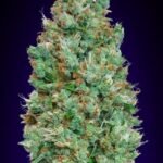 Auto Blueberry Autoflower By 00 Seeds Bank