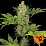 Auto Blueberry Cheese Autoflower By Barneys Farm