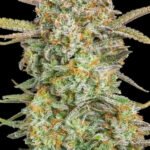 Auto Bruce Banner Xxl Autoflower By Advanced Seeds