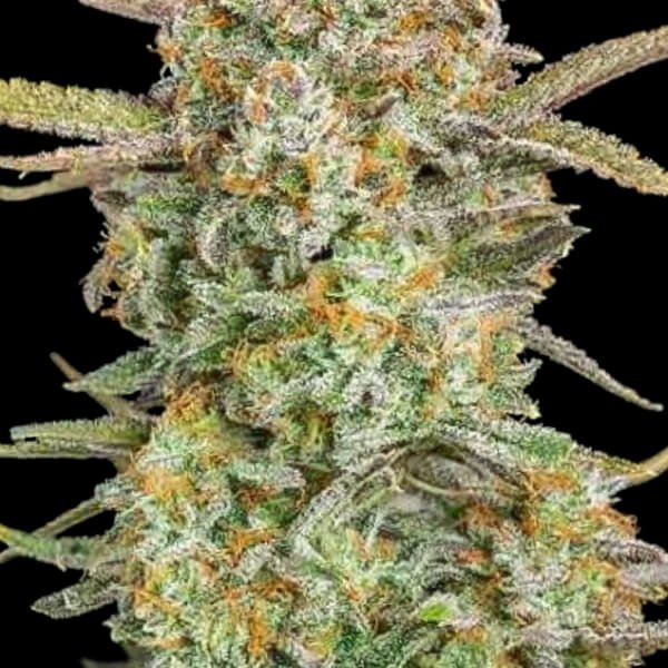 auto-bruce-banner-xxl-1-seed.jpg Auto Bruce Banner Xxl Autoflower By Advanced Seeds - Image 1
