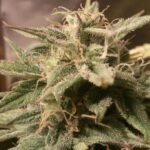 Auto Bubble Autoflower By Female Seeds