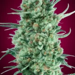 Auto Bubble Gum Xxl Autoflower By 00 Seeds Bank