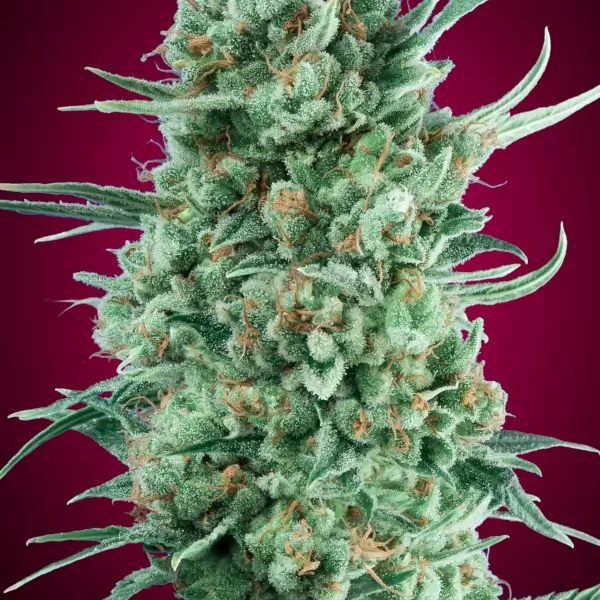 auto-bubble-gum-xxl-5-seeds-1.webp Auto Bubble Gum Xxl Autoflower By 00 Seeds Bank - Image 1