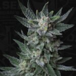 Auto Bubblegum Autoflower By T.H. Seeds