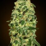 Auto California Kush Autoflower By 00 Seeds Bank