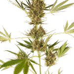 Auto Cbd Alpine Delight Aka Sensi #41 Autoflower By Sensi Seeds
