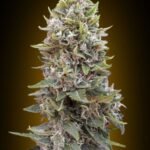 Auto Cheese Berry Autoflower By 00 Seeds Bank