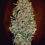 Auto Chocolate Skunk Autoflower By 00 Seeds Bank
