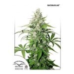 Auto Cinderella Jack Autoflower By Dutch Passion