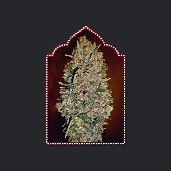 auto-collection-1-6-seeds.jpg Auto Collection #1 Autoflower By 00 Seeds Bank - Image 1