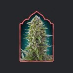 Auto Collection #2 Autoflower By 00 Seeds Bank