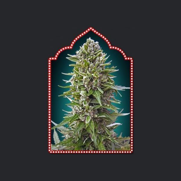 auto-collection-2-6-seeds.jpg Auto Collection #2 Autoflower By 00 Seeds Bank - Image 1