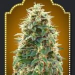 Auto Collection #3 Autoflower By 00 Seeds Bank