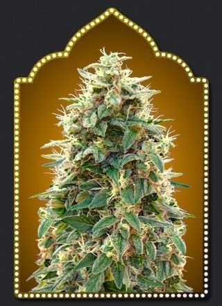 auto-collection-3-6-seeds.jpg Auto Collection #3 Autoflower By 00 Seeds Bank - Image 1