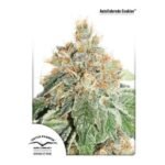 Auto Colorado Cookies Autoflower By Dutch Passion