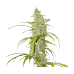 Auto Creeper Autoflower By Super Sativa Seed Club
