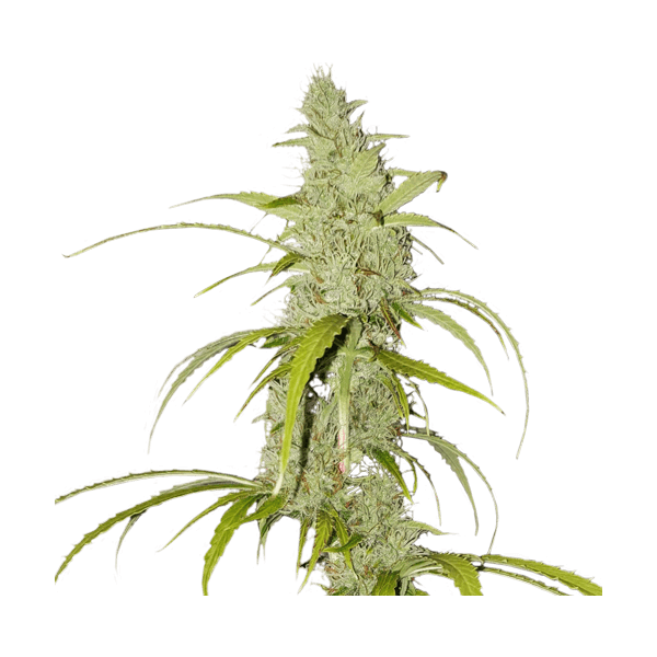 auto-creeper-3-seeds.png Auto Creeper Autoflower By Super Sativa Seed Club - Image 1