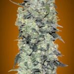 Auto Critical Mass Autoflower By Advanced Seeds