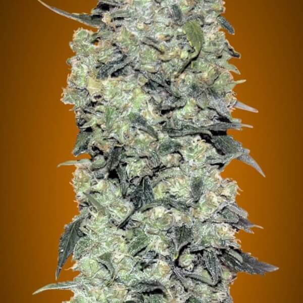 auto-critical-mass-1-seed.jpg Auto Critical Mass Autoflower By Advanced Seeds - Image 1
