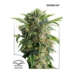 Auto Daiquiri Lime Autoflower By Dutch Passion