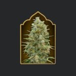 Auto Do-Si-Dos Cookies Autoflower By 00 Seeds Bank