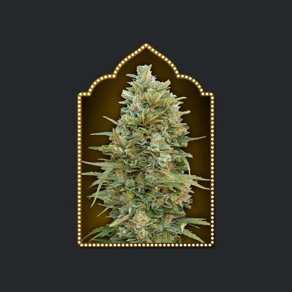 auto-do-si-dos-cookies-5-seeds.jpg Auto Do-Si-Dos Cookies Autoflower By 00 Seeds Bank - Image 1