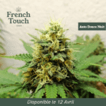 Auto Douce Nuit Autoflower By French Touch Seeds