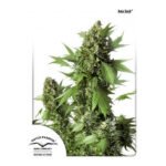 Auto Duck Autoflower By Dutch Passion