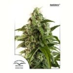 Auto Euforia Autoflower By Dutch Passion