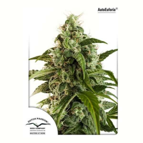 auto-euforia-3-seeds.jpg Auto Euforia Autoflower By Dutch Passion - Image 1